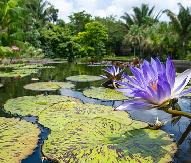 Walk Among the Waterlilies
