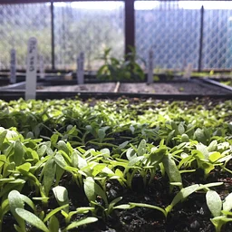 Volunteer at Mission Blue Nursery