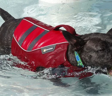 Dog Swim (8/12/2026)