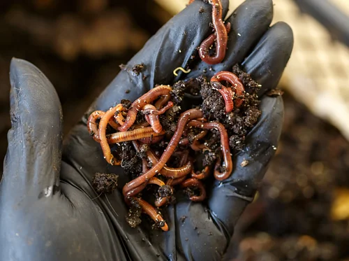 Vermicomposting Workshop