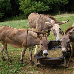 Donkey Meet & Greet