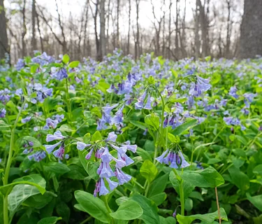 O’Hara Woods Nature Preserve Workday