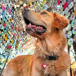 Howl-O-Ween