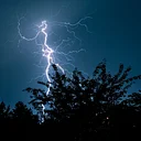 Tree Mob: Lightning Protection