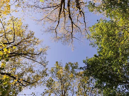 Ecological Arboriculture