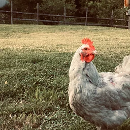 Small Livestock, Agricultural Supplies and Egg Online Auction
