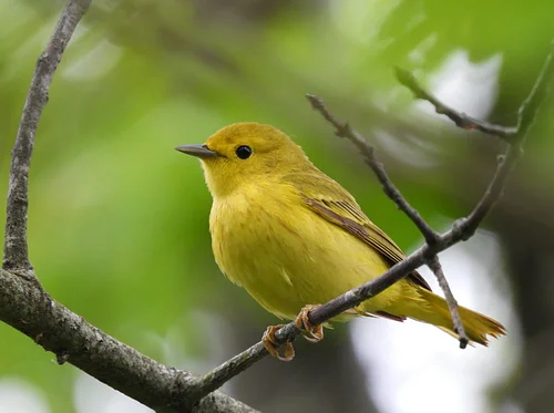 Friday Morning Birders - Jack Levin Preserve
