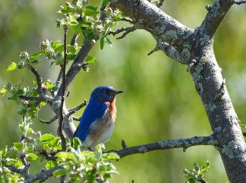 2026 Washington Islands Birding Festival