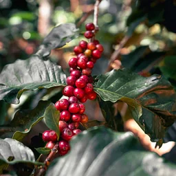 SCA Introduction to Coffee
