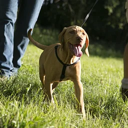All About Canines