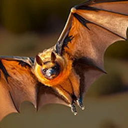 Bats With The Bat Lady