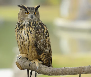 Animal Ambassador Walkabout