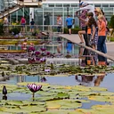 Water Garden Wonders