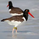 Shorebirds of the Northeast: Success Stories and Species on the Precipice
