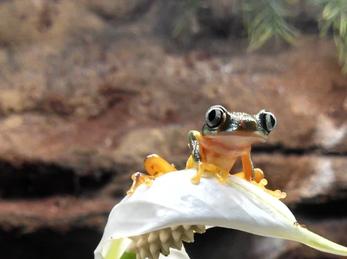 Nature Explorers – Rainforest Study