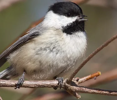 Birding in Peace: Late-Risers Edition (Members Only)