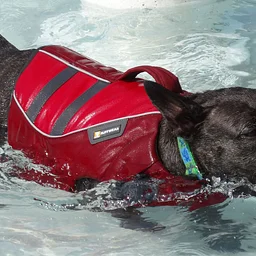 Dog Swim