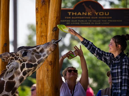 Feed Como’s Giraffes!