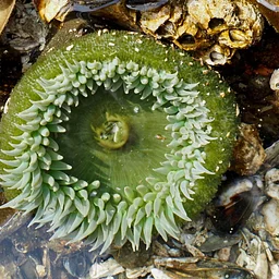 Low Tide Walk