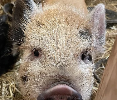 After School: Heckscher Farmers Spring Afterschool (Thursdays)