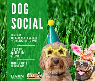 Dog Social