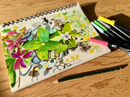 Ink Drawing Alpine and Subalpine Wildflowers