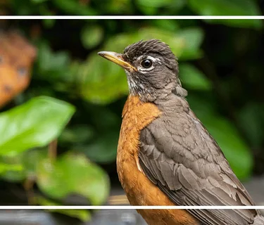 Guided Birding Walk with MOU