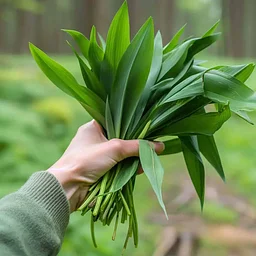 Woodland Foraging Walk – December 12, 2026