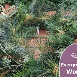 Evergreen Wreath Workshop