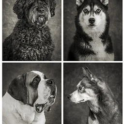 Dog Portaits