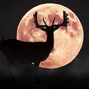 Buck Full Moon Hike