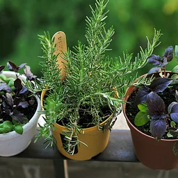 Farm Market Event: Winter Herb Gardens on our Final Day!