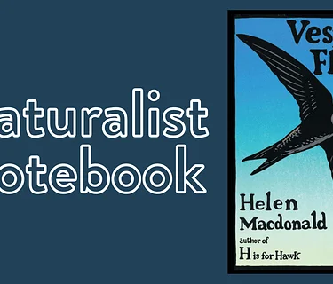 Naturalist Notebook: Vesper Flights 