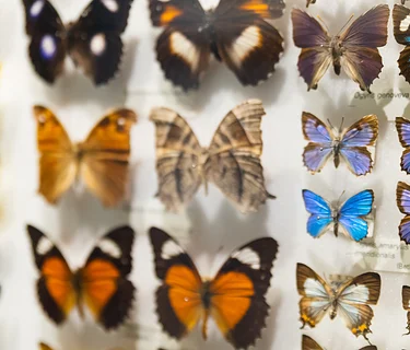 Garden Learning Series – Insect Pinning and Other Natural Wonders