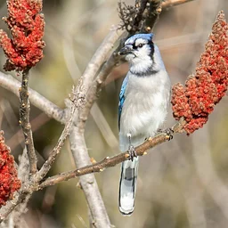 Beginner Birding at Horner Park