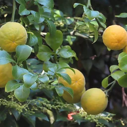 MILL at Van Vleck – Tree ID – Fruits and Seeds