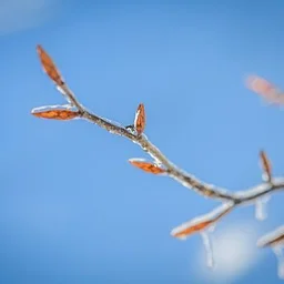 Winter Tree Identification with Sammy Winderman