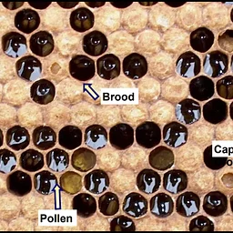 Beginning Beekeeping Class