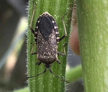 Stings, Spores and Stinks Webinar