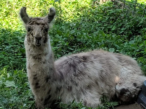 Animals for All: Caring for Critters