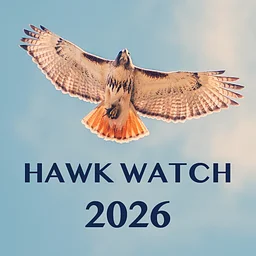 Hawk Watch 2026