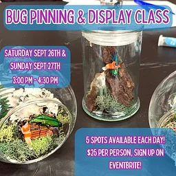 Bug Pinning & Display Class September 2026