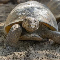 Wild Saturdays: Gopher Tortoises