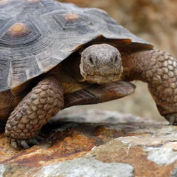 Desert Tortoise Adoption & Care: Creating a Backyard Habitat