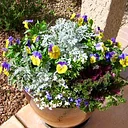 Designing a Serene Zen Desert Container Garden