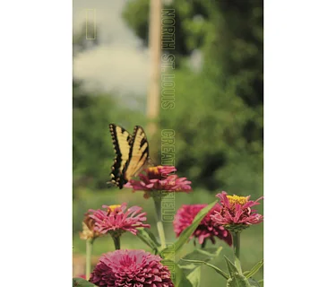 Publication Launch Party: North St. Louis Creative Field Guide