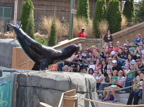 Sea Lion Spring Training