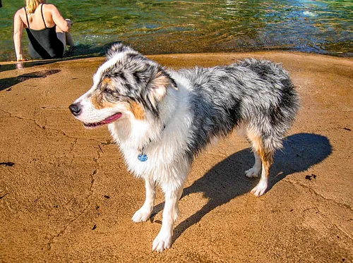 Stories on the Lawn: Man's Best Friend