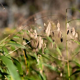 Master Gardener Series: Amazing Grasses