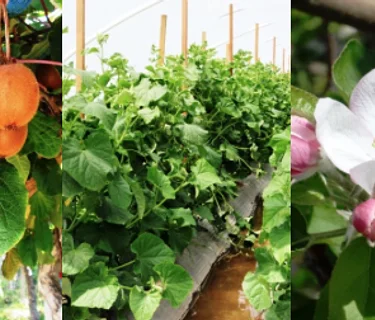 Virginia Avenue Park/Pico Boulevard Farmers Market